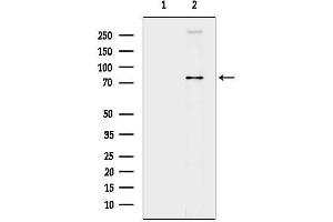 anti-Fermitin Family Member 2 (FERMT2) (C-Term) antibody