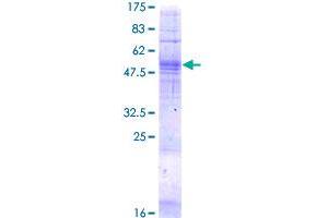 TAAR5 Protein (AA 1-337) (GST tag)