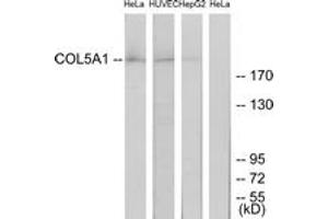Western blot analysis of extracts from HeLa/HuvEc/HepG2 cells, using Collagen V alpha1 Antibody. (COL5A1 antibody  (AA 301-350))