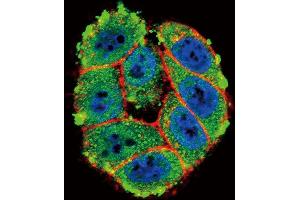 Immunofluorescence (IF) image for anti-Protein Kinase C, alpha (PKCa) (AA 299-329), (C-Term) antibody (ABIN391001)