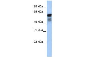 WB Suggested Anti-DES Antibody Titration:  0. (Desmin antibody  (Middle Region))