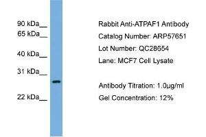 WB Suggested Anti-ATPAF1  Antibody Titration: 0. (ATPAF1 antibody  (N-Term))