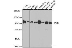 Western blot analysis of extracts of various cell lines using POR Polyclonal Antibody at dilution of 1:1000. (POR antibody)