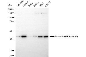 Western blotting analysis using phospho-MEK4 (Ser80) antibody (ABIN7799466).