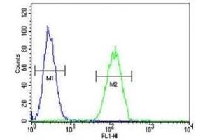 NEU1 antibody flow cytometric analysis of MDA-MB231 cells (green) compared to a negative control (blue).