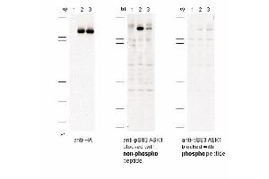 Immunoblot of anti-pS83 ASK1 antibodies shows specificity for phosphorylated human ASK1. (ASK1 antibody  (pSer83))