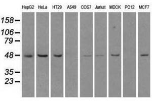 Image no. 1 for anti-LEM Domain Containing 3 (LEMD3) antibody (ABIN1499117) (LEMD3 antibody)