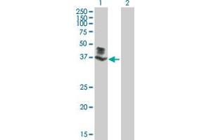 Western Blot analysis of SGK196 expression in transfected 293T cell line by SGK196 MaxPab polyclonal antibody. (SGK196 antibody  (AA 1-350))