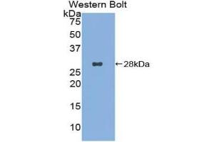 Western blot analysis of the recombinant protein. (DCL1 antibody  (AA 23-232))