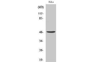 Western Blotting (WB) image for anti-Primase, DNA, Polypeptide 1 (49kDa) (PRIM1) (C-Term) antibody (ABIN3186559) (PRIM1 antibody  (C-Term))