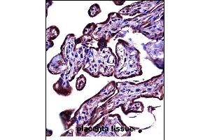 CEAC Antibody (C-term) ((ABIN657776 and ABIN2846751))immunohistochemistry analysis in formalin fixed and paraffin embedded human placenta tissue followed by peroxidase conjugation of the secondary antibody and DAB staining. (CEACAM3 antibody  (C-Term))