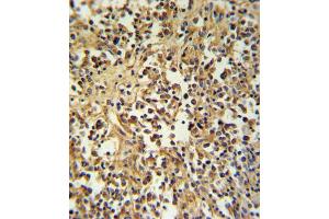 Immunohistochemistry (IHC) image for anti-Granzyme M (Lymphocyte Met-Ase 1) (GZMM) antibody (ABIN3002803) (GZMM antibody)