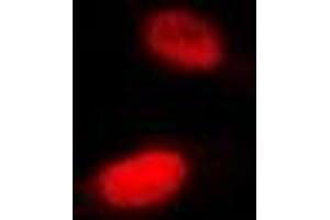 Immunofluorescent analysis of SHARP-2 staining in Hela cells. (BHLHE40 antibody)
