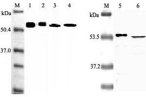 Western blot analysis using anti-Nampt (Visfatin-PBEF), mAb (OMNI379)  at 1:2000 dilution. (NAMPT antibody  (Biotin))