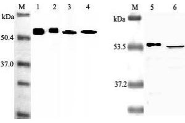 NAMPT antibody  (Biotin)