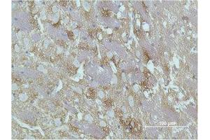 Immunohistochemistry (IHC) analysis of paraffin-embedded Rat Brain Tissue using GAP-43 Monoclonal Antibody. (GAP43 antibody)