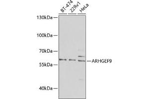 Western blot analysis of extracts of various cell lines, using  antibody (ABIN6127367, ABIN6137098, ABIN6137099 and ABIN6223970) at 1:1000 dilution. (Arhgef9 antibody  (AA 307-516))