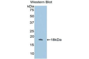 Western Blotting (WB) image for anti-Annexin A2 (ANXA2) (AA 1-339) antibody (ABIN1175232) (Annexin A2 antibody  (AA 1-339))