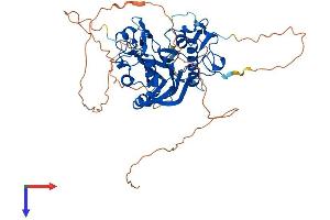 Angel Homolog 2 (ANGEL2) (AA 1-544) protein (His tag)