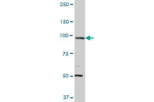 MCM3 monoclonal antibody (M01A), clone 4F7. (MCM3 antibody  (AA 699-808))