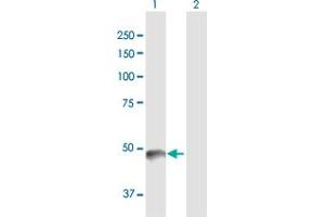 Western Blot analysis of PNLIP expression in transfected 293T cell line by PNLIP MaxPab polyclonal antibody. (PNLIP antibody  (AA 1-465))