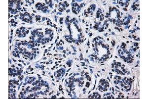 Image no. 1 for anti-Replication Protein A2, 32kDa (RPA2) antibody (ABIN1500735) (RPA2 antibody)