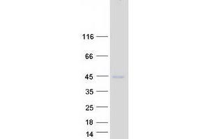 Validation with Western Blot (TSPAN10 Protein (Myc-DYKDDDDK Tag))