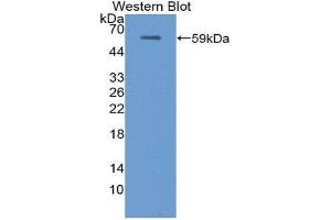 Western Blotting (WB) image for anti-Uromodulin (UMOD) (AA 335-590) antibody (ABIN1872122) (Uromodulin antibody  (AA 335-590))