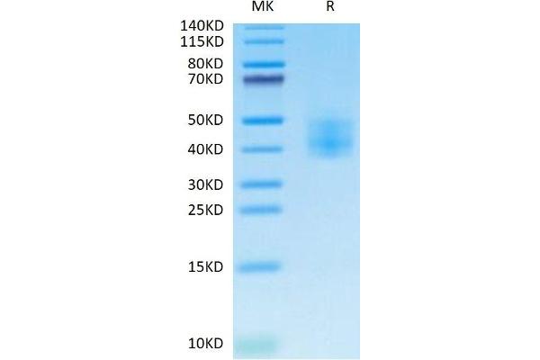 SLAMF6 Protein (AA 20-225) (His tag)