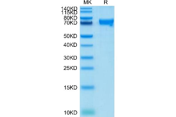 CRTAM Protein (AA 18-287) (Fc Tag)