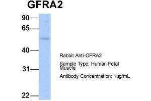 Host: Rabbit  Target Name: GFRA2  Sample Tissue: Human Fetal Muscle  Antibody Dilution: 1. (GFRA2 antibody  (C-Term))