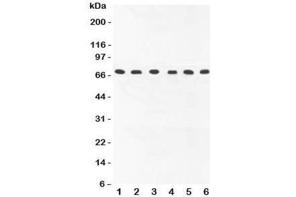 COX1 Antikörper  (AA 318-599)