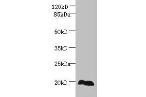 EEF1E1 anticorps  (AA 2-174)