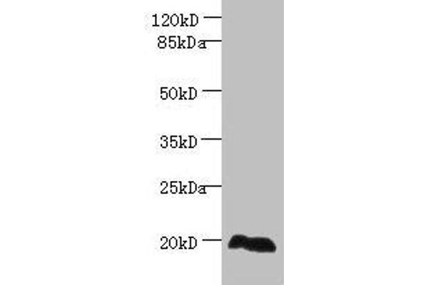 EEF1E1 anticorps  (AA 2-174)