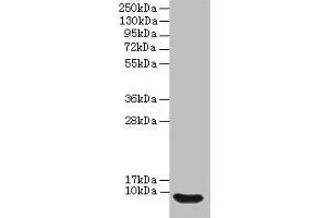 Western blot All lanes: Defb14 antibody at 12 μg/mL + Rat liver tissue Secondary Goat polyclonal to rabbit IgG at 1/10000 dilution Predicted band size: 8 kDa Observed band size: 8 kDa (Defb14 antibody  (AA 23-67))