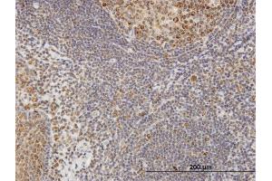 Immunoperoxidase of purified MaxPab antibody to COL4A3BP on formalin-fixed paraffin-embedded human tonsil. (COL4A3BP antibody  (AA 1-598))