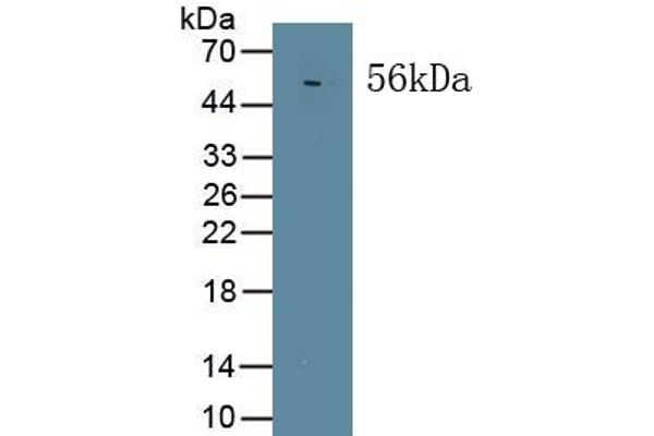 MAPKAP1 抗体  (AA 8-236)
