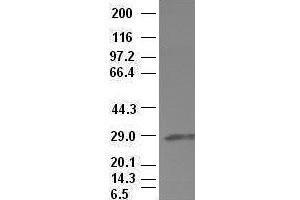 Hex antibody (3C4) at 1:100 dilution + Lysates from HEK-293T cells transfected with human Hex expression vector (HHEX antibody  (AA 100-270))