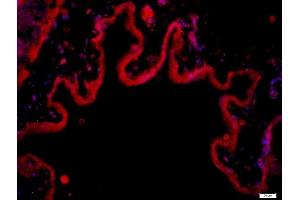 Immunofluorescence (Paraffin-embedded Sections) (IF (p)) image for anti-Multimerin 1 (MMRN1) (AA 895-930) antibody (ABIN1385517)