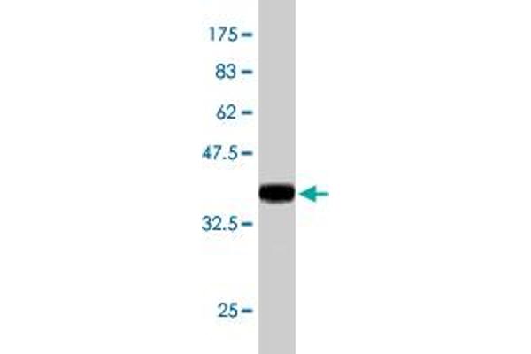 UBR2 antibody  (AA 1-100)
