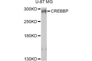 Western blot analysis of extracts of U-87MG cells, using CREBBP antibody (ABIN2736578) at 1:1000 dilution. (CBP antibody)