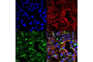 Immunocytochemistry/Immunofluorescence analysis using Mouse Anti-Dityrosine Monoclonal Antibody, Clone 7D4 (ABIN5067452). (Dityrosine antibody  (Atto 390))