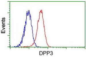 Image no. 3 for anti-Dipeptidyl-Peptidase 3 (DPP3) antibody (ABIN1497831) (DPP3 antibody)