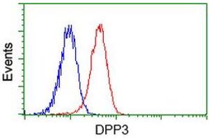 Image no. 3 for anti-Dipeptidyl-Peptidase 3 (DPP3) antibody (ABIN1497831) (DPP3 antibody)