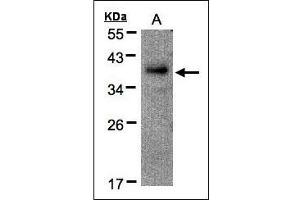 Sample(30 g of whole cell lysate). (RAD51AP1 antibody)