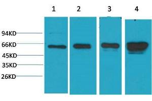 Western Blot (WB) analysis of 1)HeLa, 2) 293T, 3)3T3, 4) PC12 with AMPK a1 Mouse Monoclonal Antibody diluted at 1:2000. (PRKAA1 antibody)