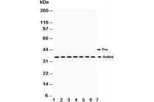 Western blot testing of Caspase-9 antibody and Lane 1:  A549;  2: SMMC-7721;  3: 293T;  4: Jurkat;  5: Raji;  6: CEM;  7: HUT lysate (Caspase 9 antibody  (AA 3-228))