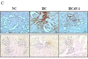 Immunohistochemistry (Paraffin-embedded Sections) (IHC (p)) image for anti-Nuclear Respiratory Factor 1 (NRF1) antibody (ABIN2855569)