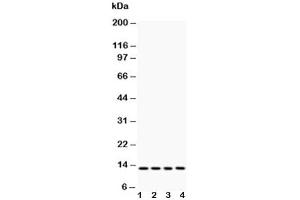 Western blot testing of Cytochrome C antibody and Lane 1:  rat liver (Cytochrome C antibody  (AA 91-105))