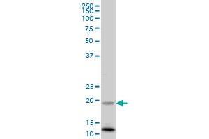 FXN MaxPab polyclonal antibody. (Frataxin antibody  (AA 1-210))